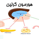 هورمون گرلین